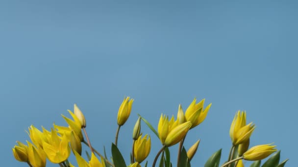 Timelapse van bloeiende gele tulpen boeket. Bloemen Opening achtergrond. — Stockvideo