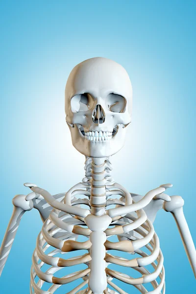 3d rendered illustration of the male skeleton — Stock Photo, Image