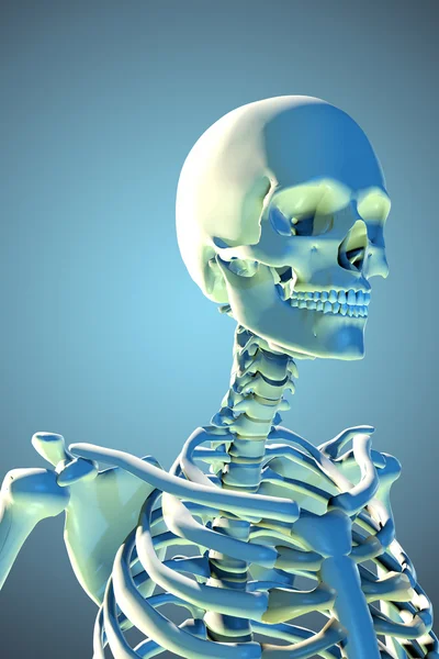 3D renderad bild av manliga skelettet — Stockfoto