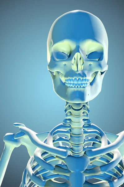 3D gerenderte Darstellung des männlichen Skeletts — Stockfoto