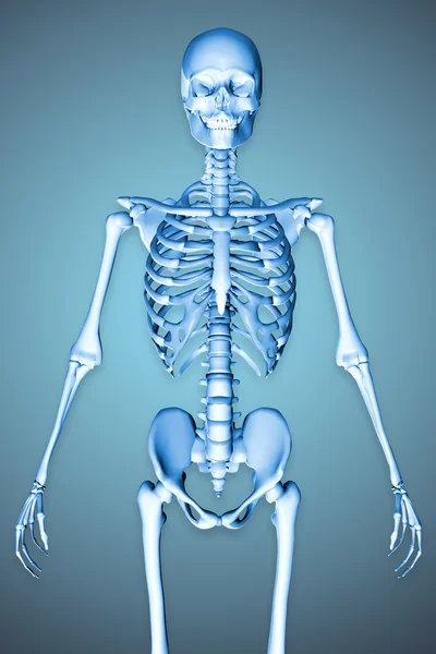 남성 해골 표시 몸통의 3d 렌더링 된 그림 — 스톡 사진