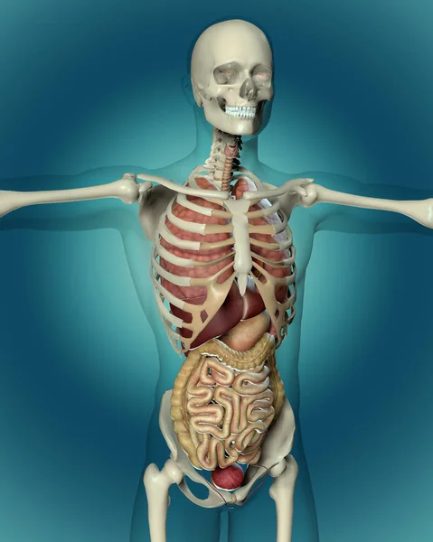 3D göra en medicinsk bild av en manlig figur — Stockfoto