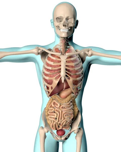 3d representación de una imagen médica de una figura masculina — Foto de Stock