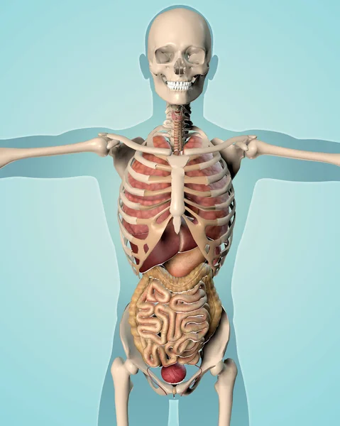 3D göra en medicinsk bild av en manlig figur — Stockfoto