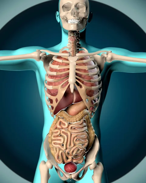 3d representación de una imagen médica de una figura masculina — Foto de Stock