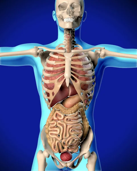 3D činí z medicínských obrazových mužské postavy — Stock fotografie