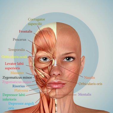3D kadın yüzü kas anatomisi 