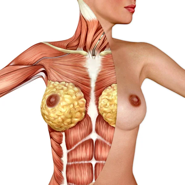 Anatomía 3d de la mama femenina — Foto de Stock