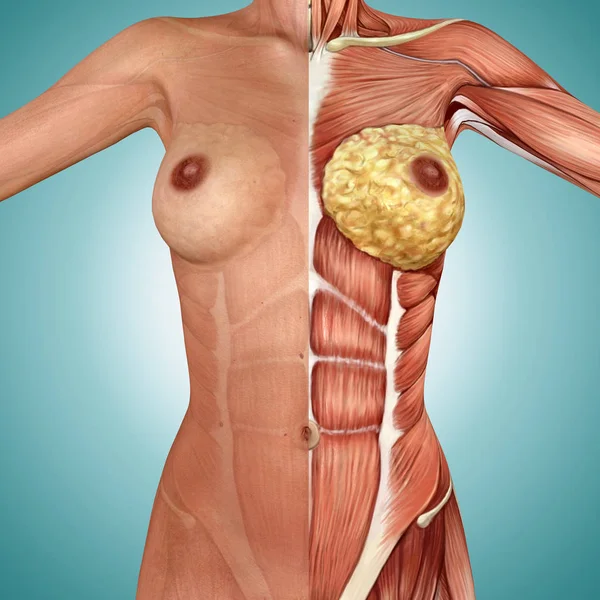 3d anatomy of the female breast