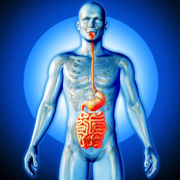 3D render of a medical image of a male figure with guts highlighted — Stock Photo, Image