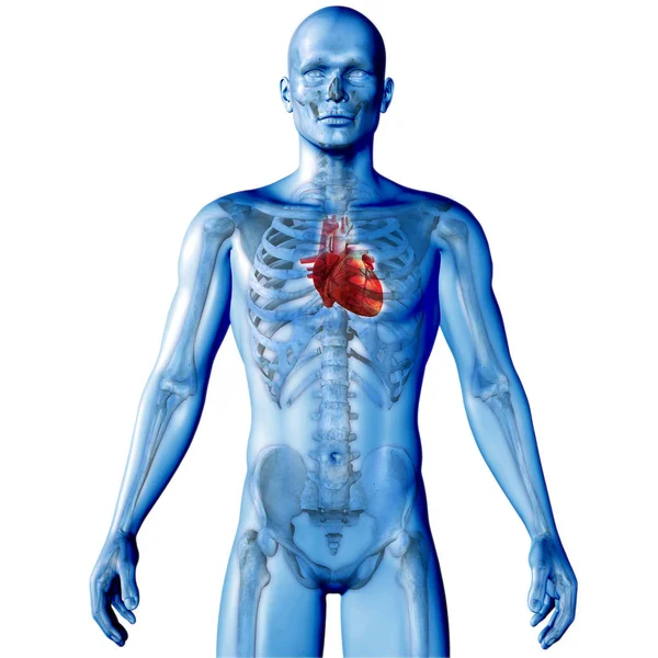 男图与心强调了医学图像的三维渲染 — 图库照片
