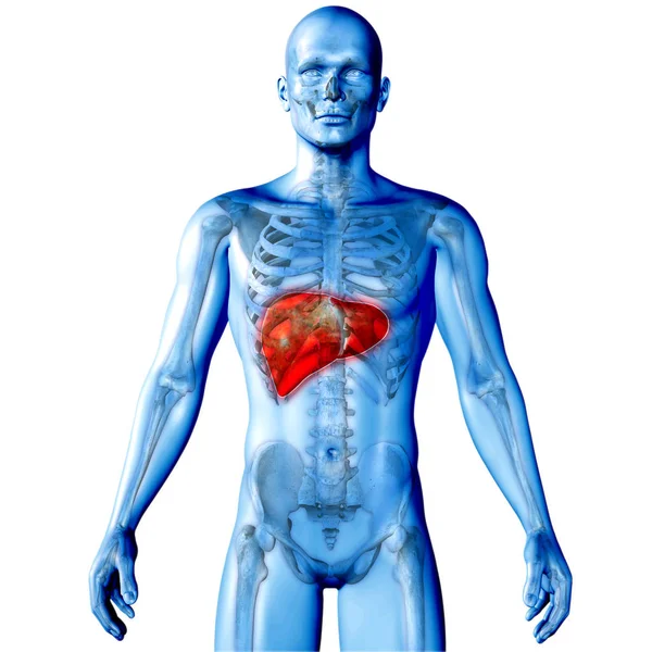 3D göra en medicinsk bild av en manlig figur med levern belyst — Stockfoto
