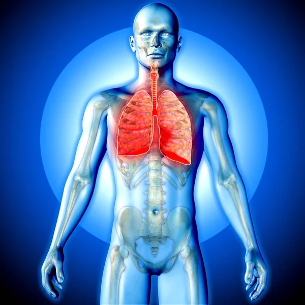 3D render medical image of a male figure with lungs highlighted