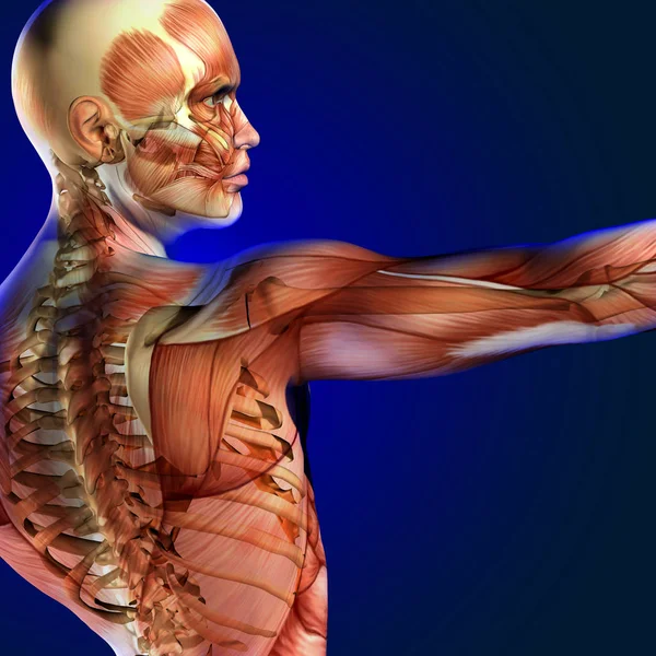 3D illustration människans anatomi — Stockfoto