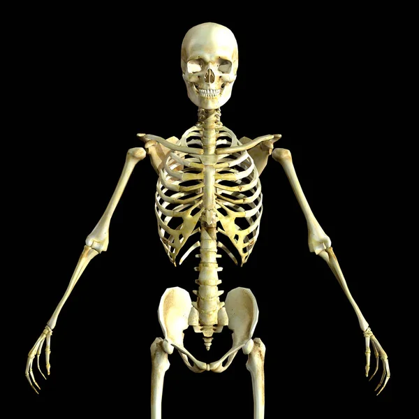 3D medizinisches Bild eines männlichen Skeletts — Stockfoto