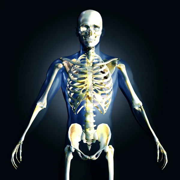 3d визуализация медицинского изображения мужской фигуры — стоковое фото