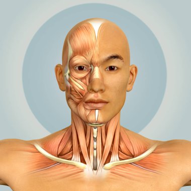 3D Asya erkek model yüz ve boyun kasları anatomi 