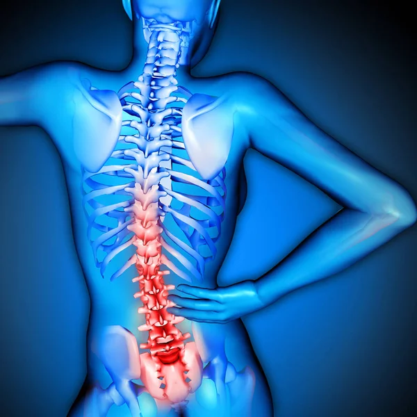척추 강조와 여성의 그림의 3d 렌더링 — 스톡 사진