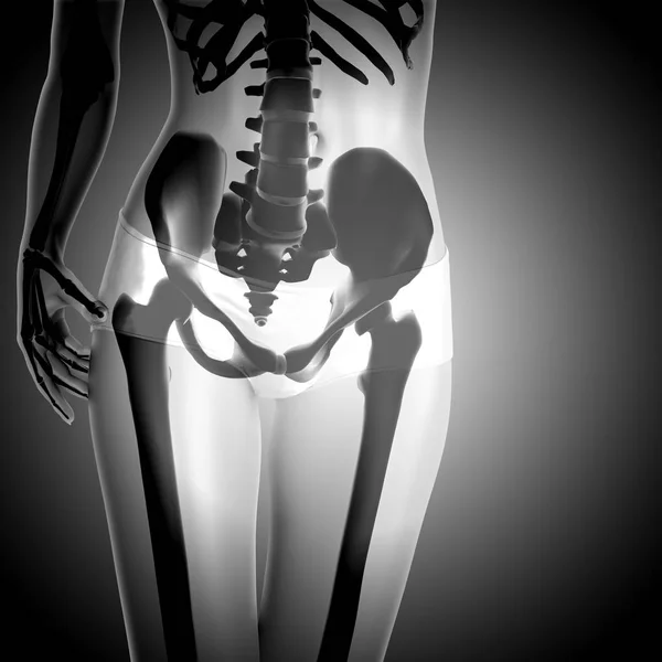 3D рендеринг женской фигуры со скелетом — стоковое фото