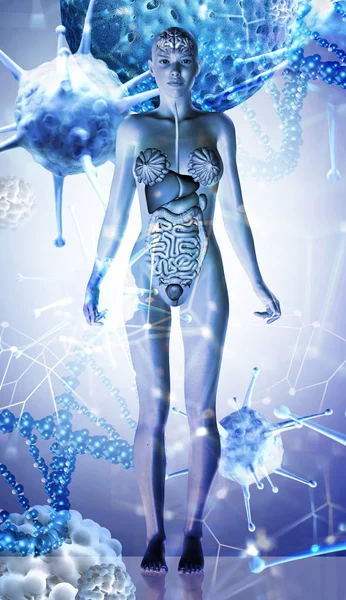 3d medical background with a female figure showing internal orga — Stock Image 3d medical background with a female figure showing internal orga Stock Photo