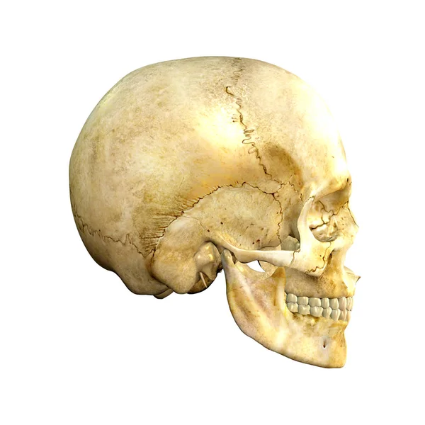 3d render of human skull on isolated background — Stock Photo, Image