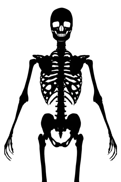 Human skeleton silhouette isolates on white — Stock Vector