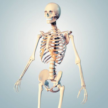 İnsan iskeleti anatomisinin 3D çizimi