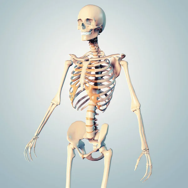 3D иллюстрация анатомии скелета человека — стоковое фото