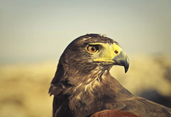 Águila con plumas amarillas — Foto de Stock