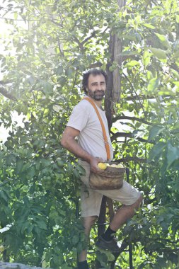 Limon merdiven ile toplama countryman