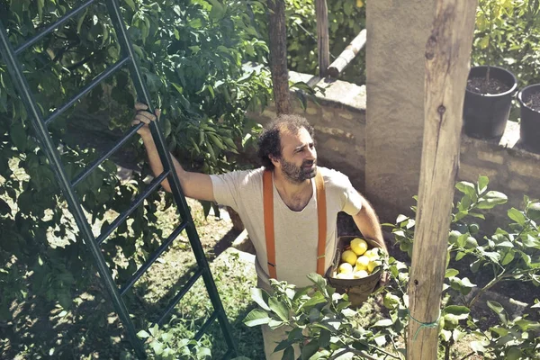 Campesino Recogiendo Limones Con Una Escalera — Foto de Stock