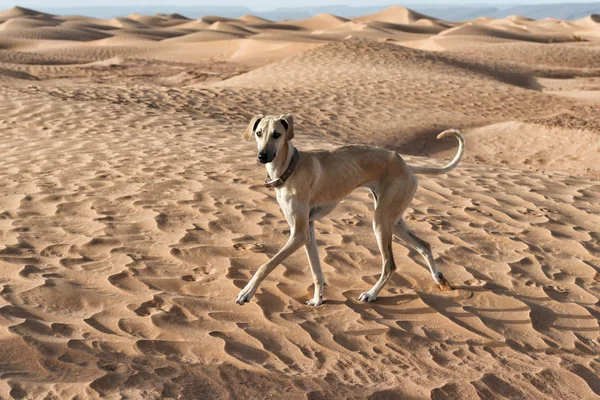 Sloughi greyhound in the sand dunes in Morocco . — стоковое фото