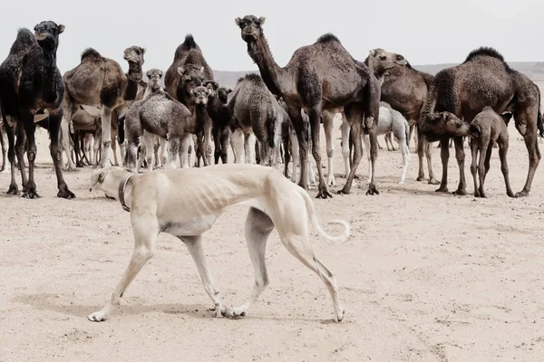 Sloughi （阿拉伯灵缇） 狗群一群的单峰骆驼. — 图库照片