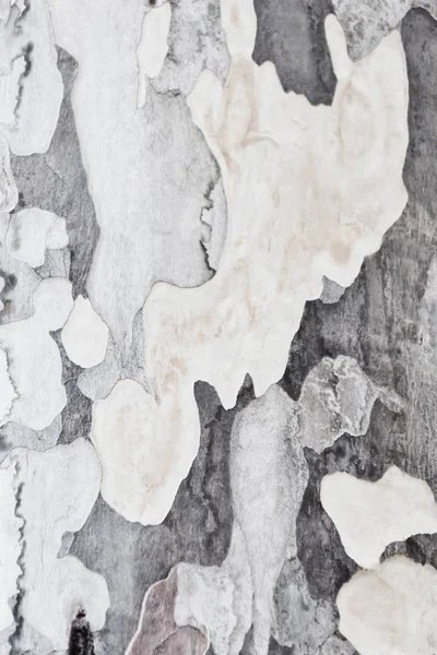 Primer plano abstracto de la corteza del árbol . — Foto de Stock