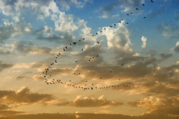 A flock of birds fly at sunset against cloudy colourful sky. — Stock Photo, Image