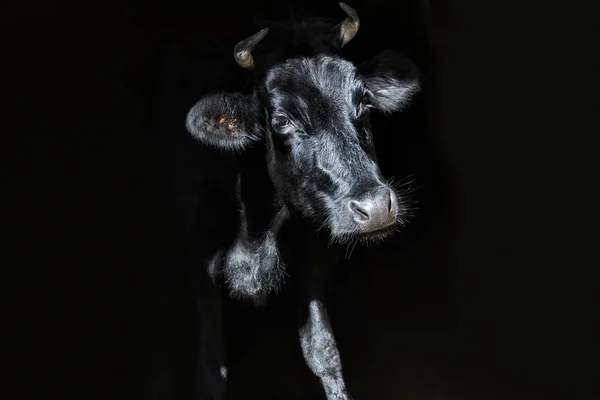 Vaca preta contra fundo preto . — Fotografia de Stock