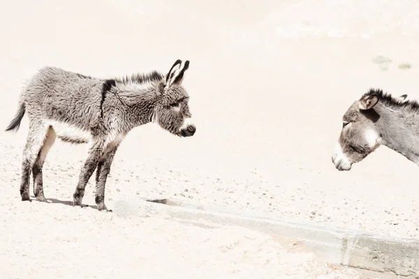 Donkey baby with mother at a well in the desert. Royalty Free Stock Images