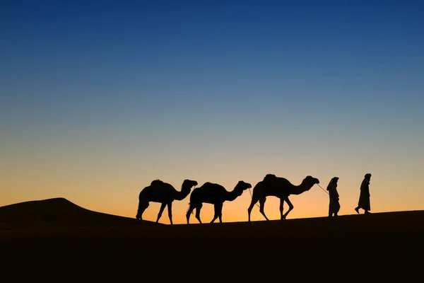 Camel (dromedary) caravan with nomads in the desert at sunrise. — Stock Photo, Image