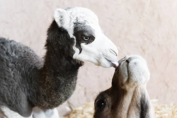 Primer plano de un camello (dromedario) bebé lamiendo la cara de sus madres . — Foto de Stock