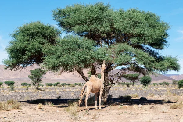 Um camelo (dromedário) come de uma árvore de Acácia no deserto do Saara em Marrocos . — Fotografia de Stock