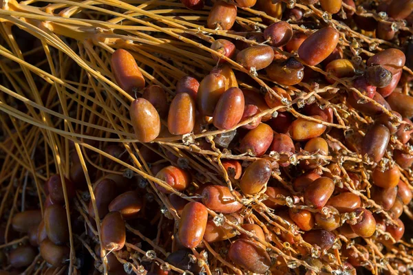 Natural, organic dates on branch. — Stock Photo, Image