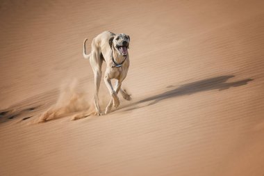 Fas çöl Sloughi (Arap greyhound) çalışır. 