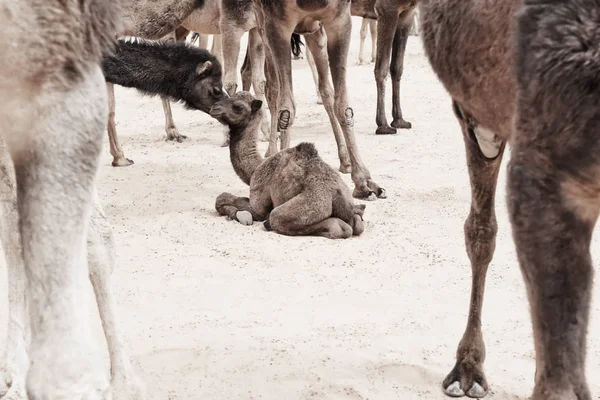 Un bebé camello (dromedario) yace en el suelo, rodeado de camello — Foto de Stock