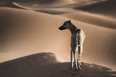 Fas'taki çöl Sloughi (Arap greyhound). 