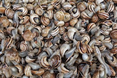 Salyangozlar yakın çekim.