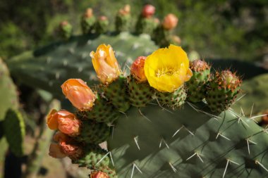 Turuncu ve sarı çiçek çiçek ile kaktüs inciri.