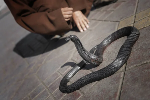 Black cobra snake with snake charmer detail in the background at