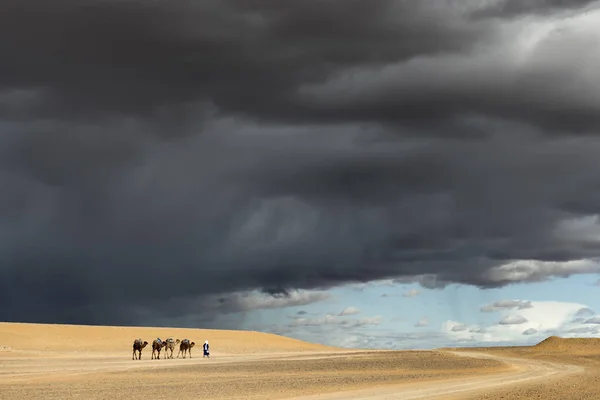 遊牧民は暗い雨の空に対して4頭のラクダ(ロバ)と歩く, — ストック写真