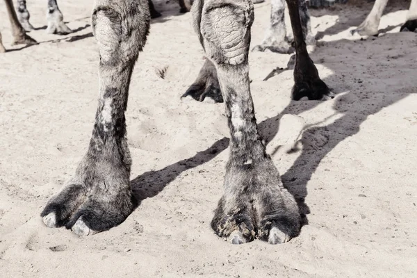 Las patas delanteras de un camello (dromedario ). — Foto de Stock