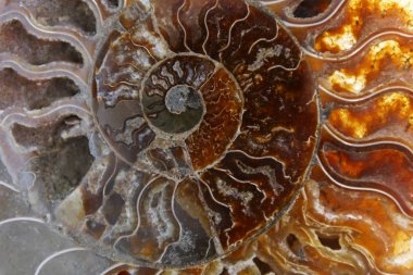 Fas 'taki Sahra Çölü' nden fosilleşmiş ammonitin detayları.